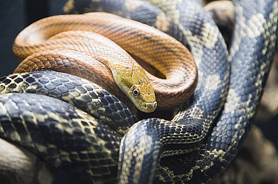 FAXX和MAXX功能对比：极速改装双系统，智能均衡与极限手动的赛道博弈-4