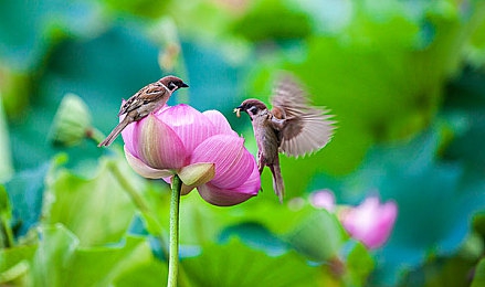 一卡二卡号码会不会乱码 免费的呢苹果：融合卡牌与竞速新游上线，跨平台数据安全与免费获取机制全解析-3