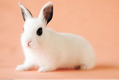 免费10大禁黄软件：霓虹飞驰，数据净化者的道德竞速之旅-4