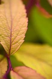 黄3.3.0：经典赛车游戏隐藏改装方案曝光，平民座驾逆袭顶级超跑之路-2