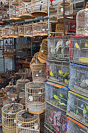 双人打扑克又痛又叫：极速对决评测，卡牌策略与赛车激情的创新融合-2