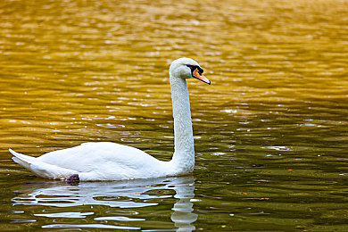 双人床打扑克网站：极速扑克双人竞速，卡牌策略与赛车狂飙的协作盛宴-3