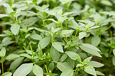 软件下载3.0.3免费OPPO版破解大全:极速狂飙城市之光深度评测,OPPO平台赛车新作操控与改装全解析-3