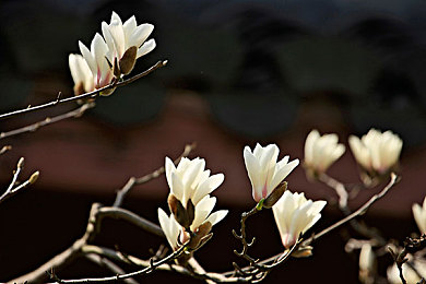 狼人综合亚洲：暗影极速，赛道谜局中的身份竞逐-3