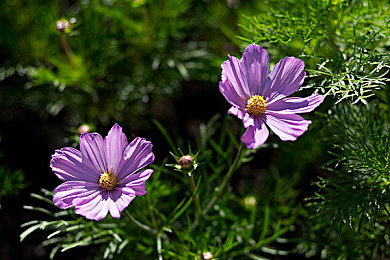 国产成人福利电影：虚幻引擎5打造，霓虹都市竞速新作《街头竞速：霓虹》今日正式发售，极致光影引爆速度狂潮-2