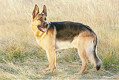 APP污:在泥泞中疾驰,体验纯粹驾驶乐趣的回归-2