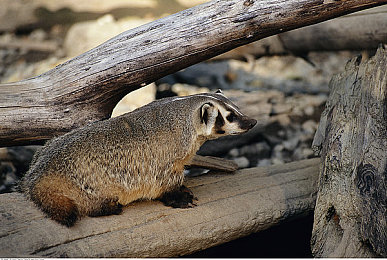 黄色软件app下载3.0.3oppo免费安装：极速引擎，街头狂想，改装艺术与竞速激情的完美融合