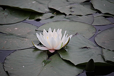 男女啪啪啪APP：极速邂逅，弯道共舞，虚拟赛道上的默契协奏曲-4