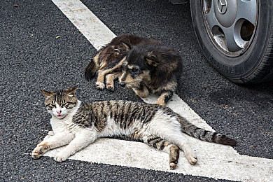 幼儿福建UU：童趣赛车穿越文化土楼，亲子共驾畅游奇幻赛道-4