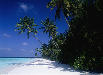 东京热app免费下载安装：极速狂飙，征服东京湾岸的午夜街头赛车之旅-3