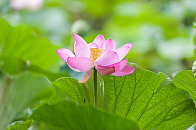 抖音9.1:极速狂飙城市风云,真实驾驶体验引爆社交潮流-2