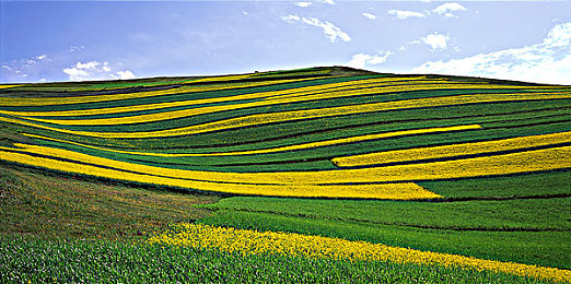 国产乱国产乱:霓虹赛道穿梭未来,国风改装极速江湖-1