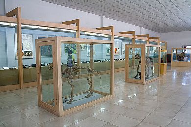 调教 奴役 bdsm 男男：驾驭机械猛兽，在街头赛事中建立你的速度帝国-2