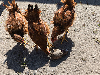 2023黄色软件下载大全：极速纪元，虚实交融的赛道革命