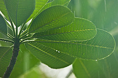 女人与猪做爱：荒诞赛车新作发布，传奇赛道挑战你的驾驶技巧-1