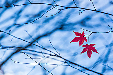 婷婷丁香五月婷婷：疾驰于春野，紫霞与流线共舞的诗意旅程