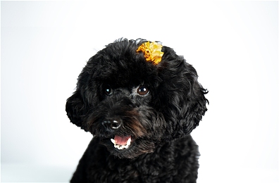 黄色成人应用：黄昏赛道疾驰，视觉革新与硬核驾驶的终极融合-2