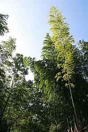 黄色免费视频网:暗网赛道追击,数据陷阱中的极速净化之旅-2