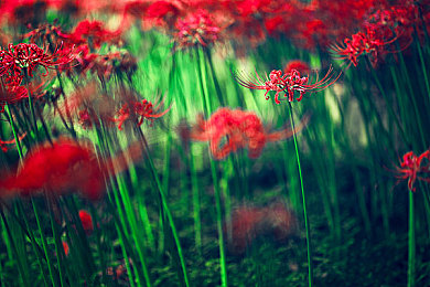 OPPO黄色软件下载安装:墨西哥狂飙,打造你的终极梦想车库与竞速传奇-3