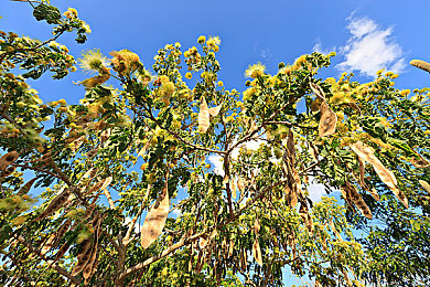 亲孑伦XX Xⅹ视频：墨西哥画卷上的极速诗篇，地平线下的文化驰骋之旅-5