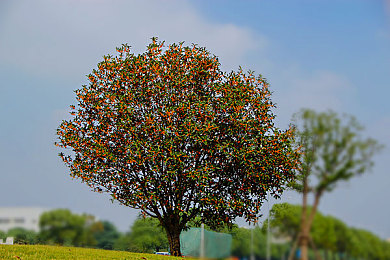 麻豆少妇人妻:方向盘上的人生,家庭与自由的都市叙事之旅-3