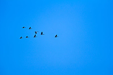 国内成人片：极速狂飙地下车神，街头法则与改装艺术的硬核碰撞-2