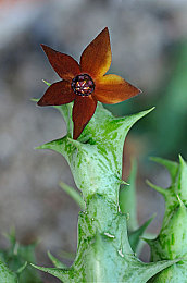 色情软件大全VIVO：极速幻想，光影飞驰，虚拟竞速世界的沉浸之旅-2