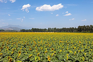 不良软件下载：极速骇客的暗网追击，当方向盘成为病毒温床-3