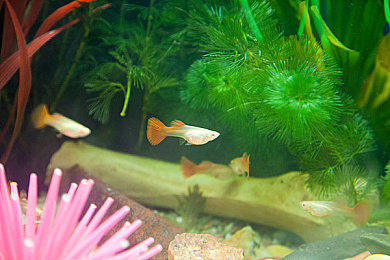 男女插鸡鸡软件：科幻竞速新作，自由拼接改装，体验无性别差异的极速对决-3