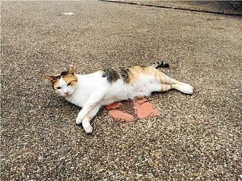 黄软件：极限边缘，规则之外的街头速度艺术-3
