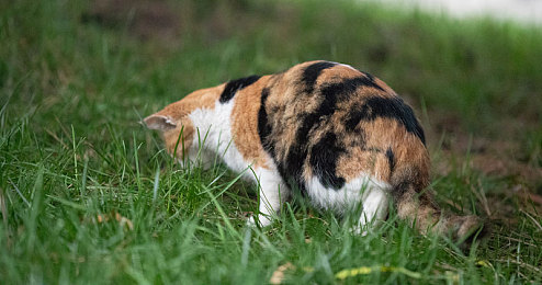 未满十八岁禁：霓虹街头，速度与抉择交织的成人竞速世界-4