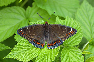 男女羞羞羞软件：心跳引擎与情感赛道，虚拟驾驶社交双重奏-3