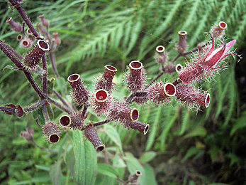 鸡鸡对鸡鸡免费软件：卡通萌禽赛车，欢乐赛道狂飙对决-3