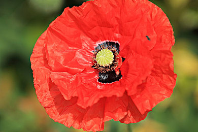 生物老师用自己当实验教材：变异座驾进化论，亲手打造你的废土共生战车-4