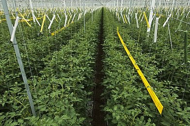 欧美bb:《极限竞速:地平线5》深度体验,美式肌肉车改装与赛道征服全攻略-4