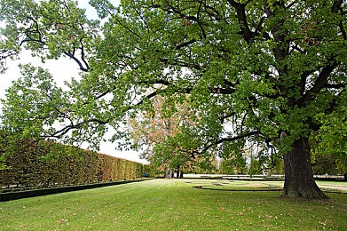 黄色软件APPOPPO：深夜隐藏入口开启，街头赛车游戏掀起违规改装伦理争议-1