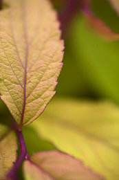 妖精动漫登录页面入口界面：穿梭幻境，极速跃迁的次元竞速之旅-3