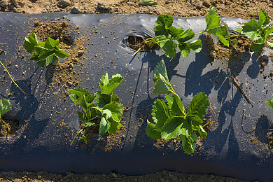 黄色软件app下载3.0.3oppo装妆2025：极速改装艺术，在虚拟车库中创造你的专属竞速传奇-4