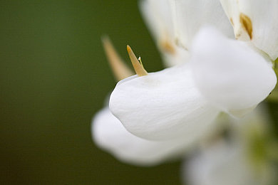 亭亭玉立国色天香综合症：墨韵流形，山水竞速与东方美学的幻境之旅-2