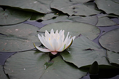 男人差女人软件：极速进化新机制，性别特性驱动赛道策略革新-3