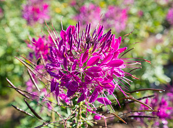 男生和女生一起查查查带疼痛aop：硬核双人解谜新作今日上线，协作失误将触发维度惩罚-5