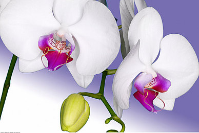 张律渝的封神之作是哪部：风驰电掣的终极乐园，自由竞速的开放世界