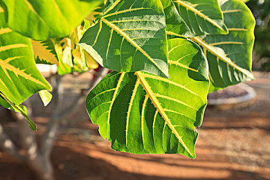 男生女生在一起差差差app：双人协作驾驶新游极速搭档，差异默契成就竞速传奇-2