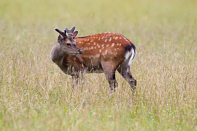 城人av:虚幻5引擎打造,开放世界竞速新作《城人AV》今日正式发售,硬核改装与动态都市等你征服-3