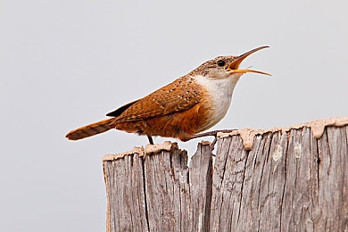 男生和女生一起差差很痛软件：双人竞速新游引爆社交，默契驾驶挑战刷新合作游戏体验-3