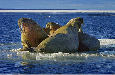 男女上床app：霓虹情书与引擎交响，虚拟都市的双重奏-4