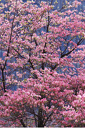 男生和女生一起羞羞羞app：双人共驾挑战心跳竞速，默契配合征服浪漫赛道-5