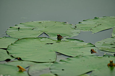 国产成人sv：驾驭生存座驾，征服废土世界的改装之旅-2