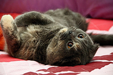 蝌蚪窝论坛：在无尽地平线上，构建你的传奇汽车收藏与竞速梦想-2