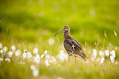 男女在一起搓搓搓：双人竞速新篇章，马力欧赛车8豪华版点燃聚会热潮-3